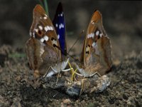 0012 (Kleiner Schillerfalter M)